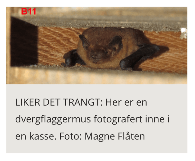 Flaggermuskasse